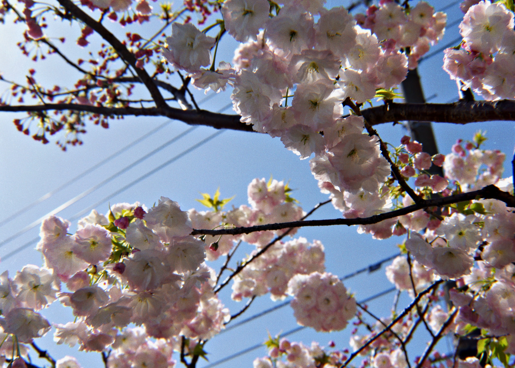 An Alternative Childhood